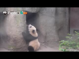 well, how can you not love pandas?