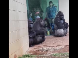 gorillas and rain