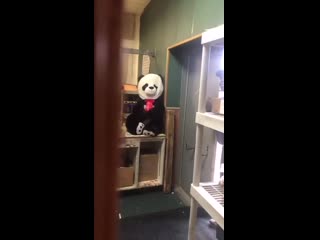 colleague mentioned his phobia - fear of pandas