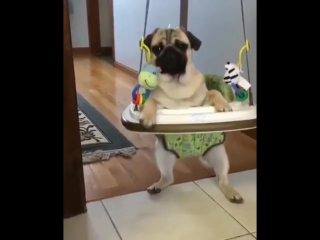 pug fell into childhood