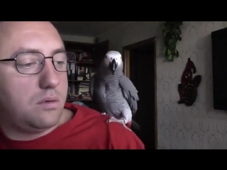 smart parrot