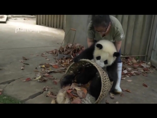 hard work with cute pandas