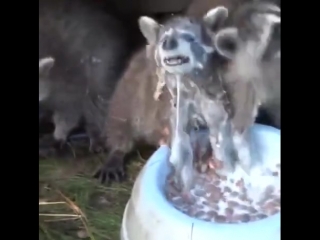 raccoon drinks milk by diving into a bowl with his head