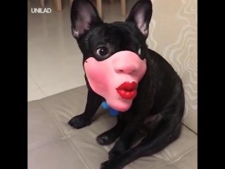 dog in mask