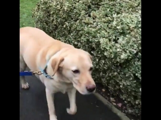 young labradors take the elderly for a walk