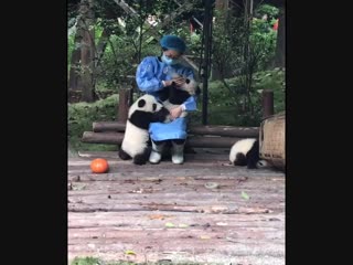 the cutest job is working with pandas