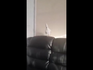 the parrot did not like the trick with the disappearance