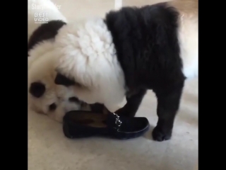 panda dog