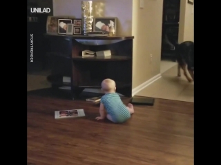 sheepdog playing with a teen