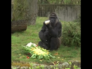 world's oldest gorilla celebrates 61st birthday