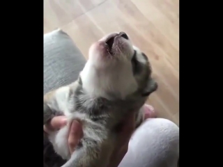 puppy learns to howl