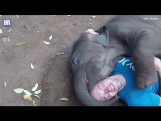 elephant climbs to kiss