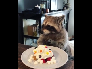 raccoon celebrates his birthday