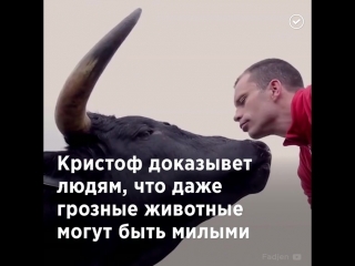 friendship between man and bull