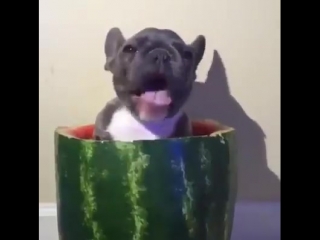 puppy eats watermelon while sitting in a watermelon