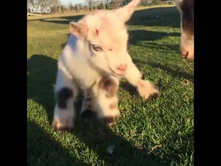 baby goat's first steps