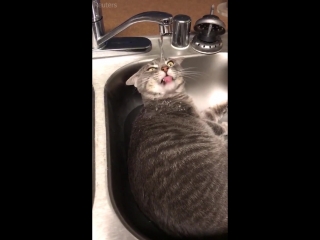 the cat drinks water strangely