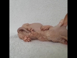 sphinx kitten