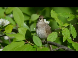 small but what a voice