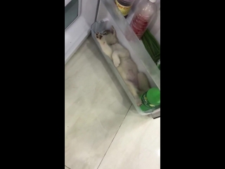 husky sleeping in the fridge