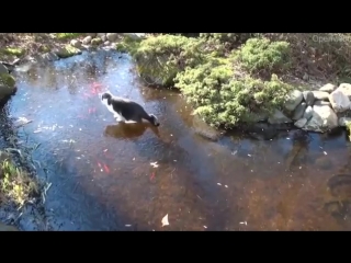 cat fisherman and transparent ice