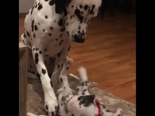 dalmatian dad playing with son