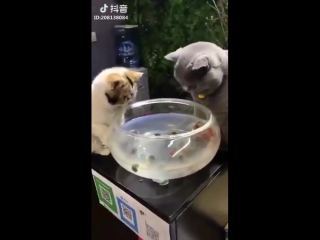 don't touch my fish