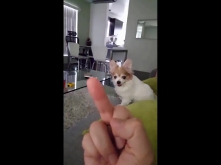 dog reaction to middle finger