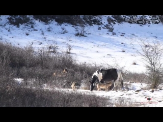 a horse that is not at all afraid of wolves