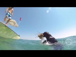 talented labrador dives and catches lobsters