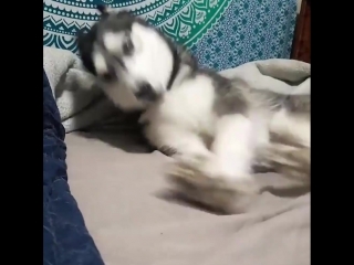 husky is unhappy with something