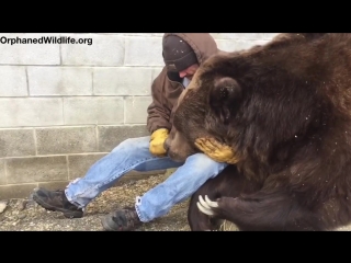 how to console a bear