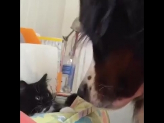 angry cat terrorizes a dog