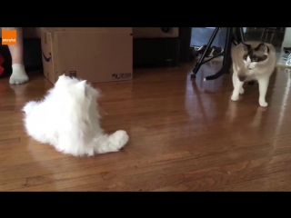 cats react to a toy cat