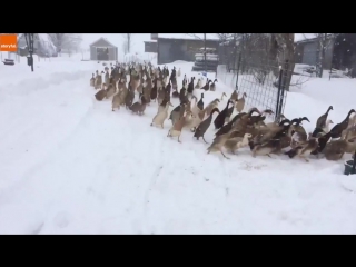 just a morning duck walk