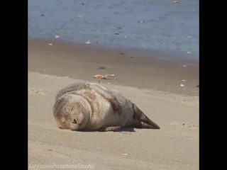 seal sunbathing