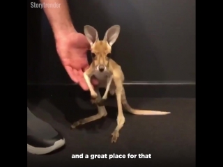 the first steps of a kangaroo