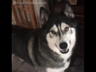 the dog was told that his best friend would come to him