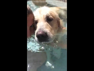 dog makes bubbles on command