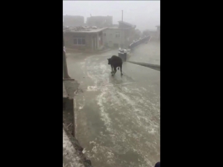 cow on ice