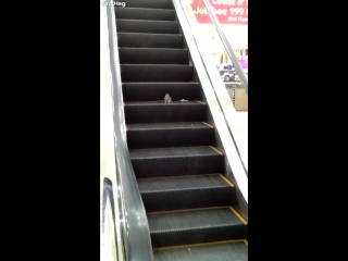 rat on the escalator