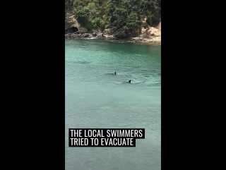 killer whales swam around the teen