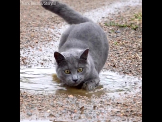 the cat loves to play in the puddle