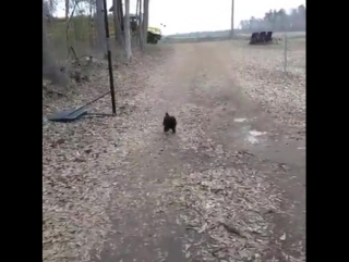 the rooster meets his friend from school every day