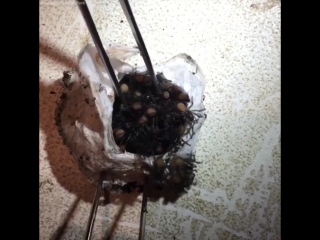 hatching poisonous funnel-web spiders from a cocoon