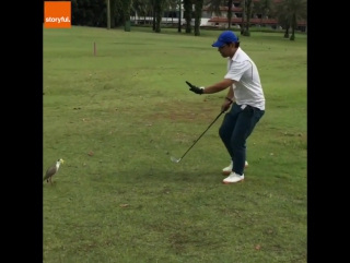 birds mistake golf ball for egg