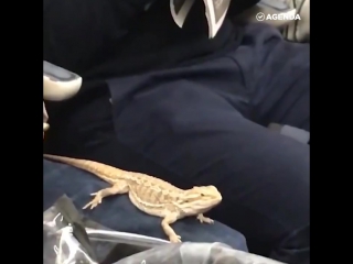 on the subway with a lizard