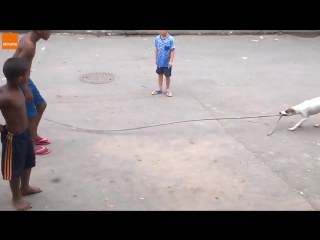 dog playing jump rope with teen