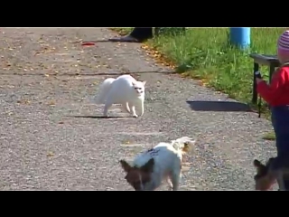 fight at the wedding (fighting cat)