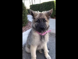 puppy with funny ears